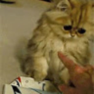 Meet your Posher, Nick